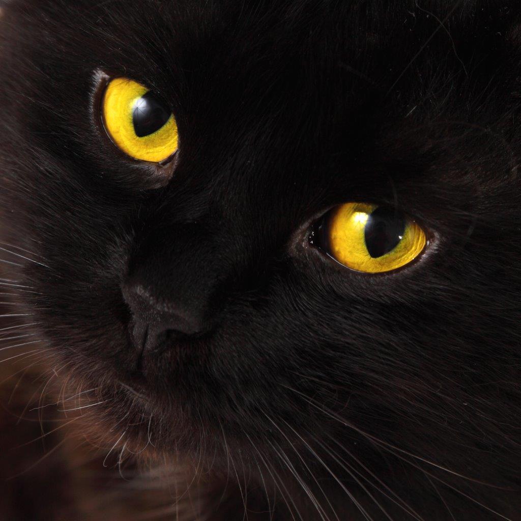 https://posterjackcanada.files.wordpress.com/2014/03/black-cat-yellow-eyes.jpg